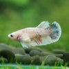 Candy Koi Plakat- Female- 9 Weeks Old