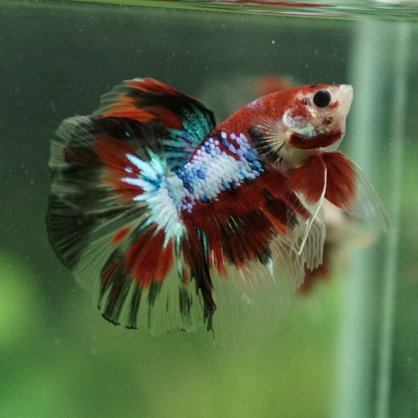 Candy/Galaxy Koi Halfmoon - 11 weeks old