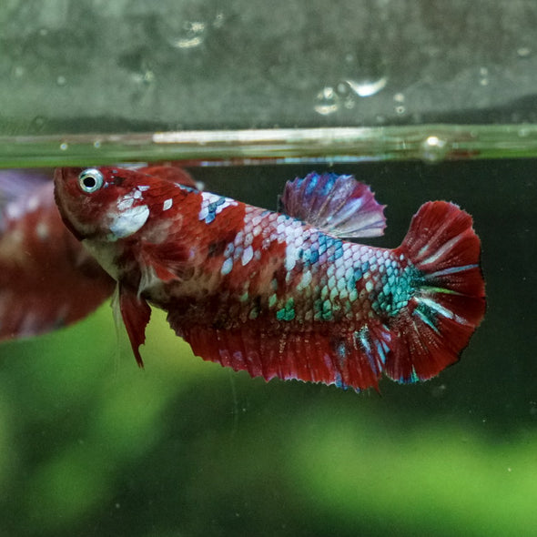 Multicolor/ Galaxy Koi Plakat- Female- 13 Weeks Old