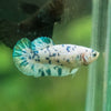 Blue/Green Dalmatian Plakat- Female