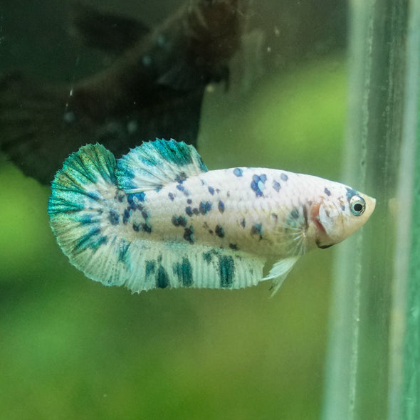 Blue/Green Dalmatian Plakat- Female