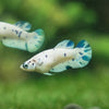 Blue/Green Dalmatian Plakat- Female