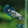 Blue/Green Dalmatian Plakat- Female