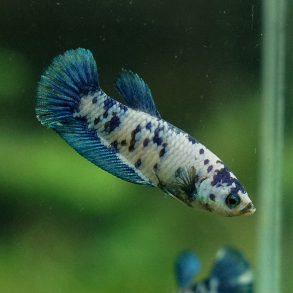 Blue/Green Dalmatian Plakat- Female