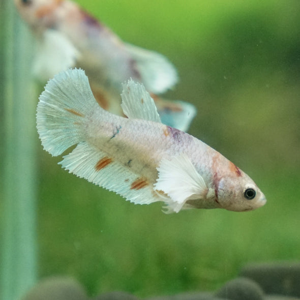 Candy Koi Plakat- Female- 9 Weeks Old