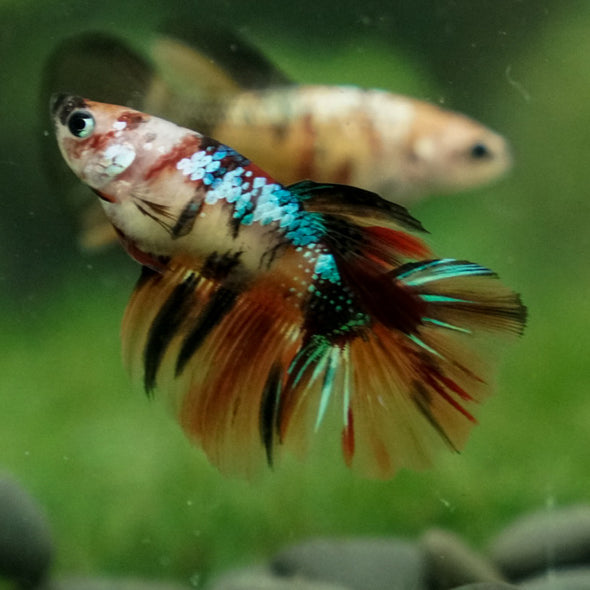 Multicolor/ Galaxy Koi Halfmoon - Female- 14 Weeks Old