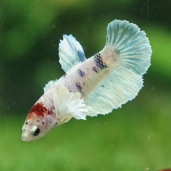 Multicolor/ Galaxy Dumbo Halfmoon - Female- 13 Weeks Old