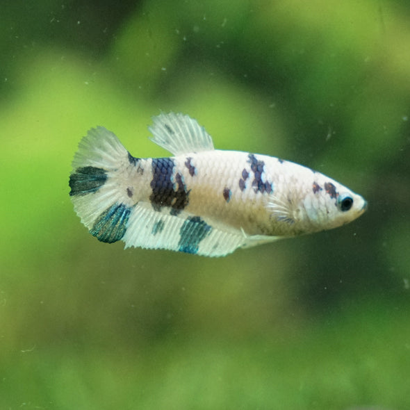 Blue/Green Dalmatian Plakat- Female