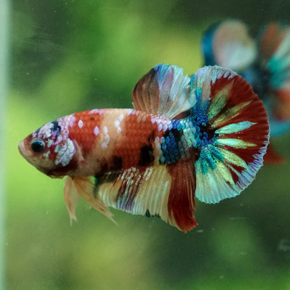 Multicolor/Galaxy Koi Plakat -13 weeks Old