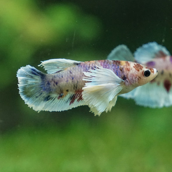 Multicolor/ Galaxy Dumbo Halfmoon - Female- 13 Weeks Old