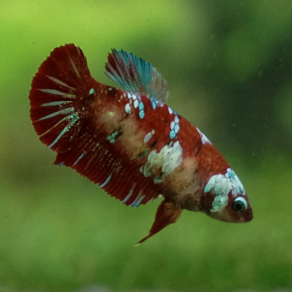 Multicolor/ Galaxy Koi Plakat- Female- 13 Weeks Old