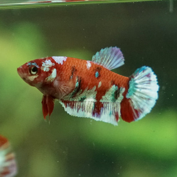 Multicolor/ Galaxy Koi Plakat- Female- 13 Weeks Old