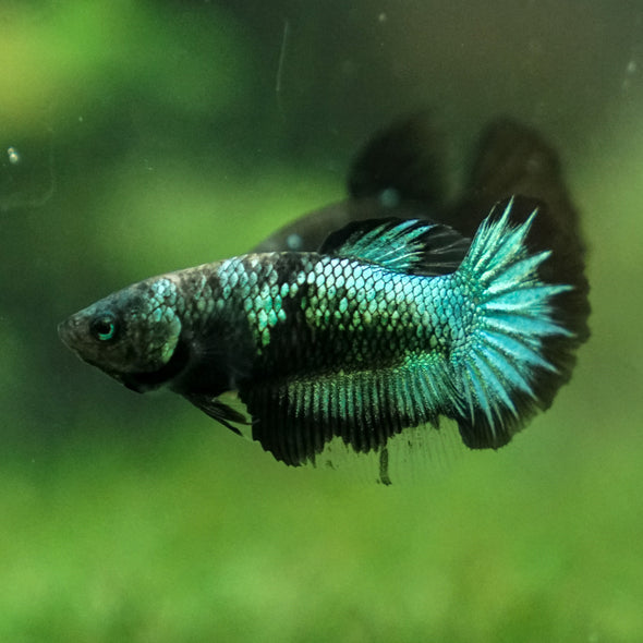 Black Galaxy Koi (Avatar) Halfmoon - Female- 13 Weeks Old