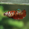 Multicolor/ Galaxy Koi Plakat- Female- 13 Weeks Old