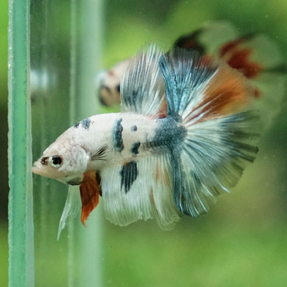 Galaxy Koi Halfmoon - 11 weeks old