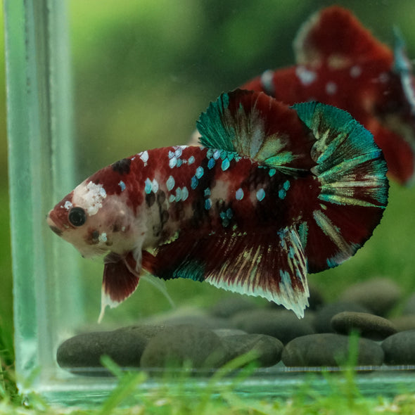 Multicolor/Galaxy Koi Plakat -13 weeks Old