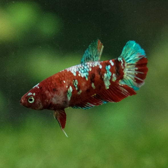 Multicolor/ Galaxy Koi Plakat- Female- 13 Weeks Old