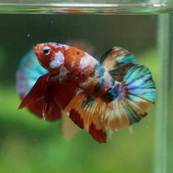 Multicolor/Galaxy Koi Plakat -13 weeks Old