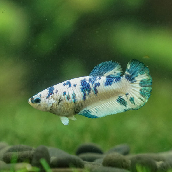 Blue/Green Dalmatian Plakat- Female