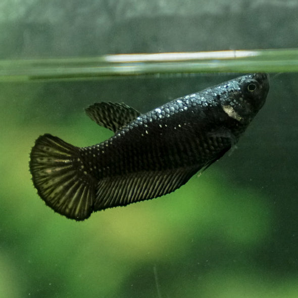 Black Samurai Plakat- Female- 14 Weeks Old