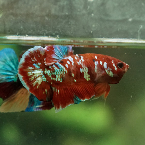 Multicolor/Galaxy Koi Plakat -13 weeks Old