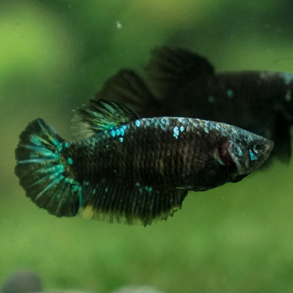 Black Galaxy Koi (Avatar) Halfmoon - Female- 13 Weeks Old