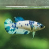 Blue/Green Dalmatian Plakat- Female