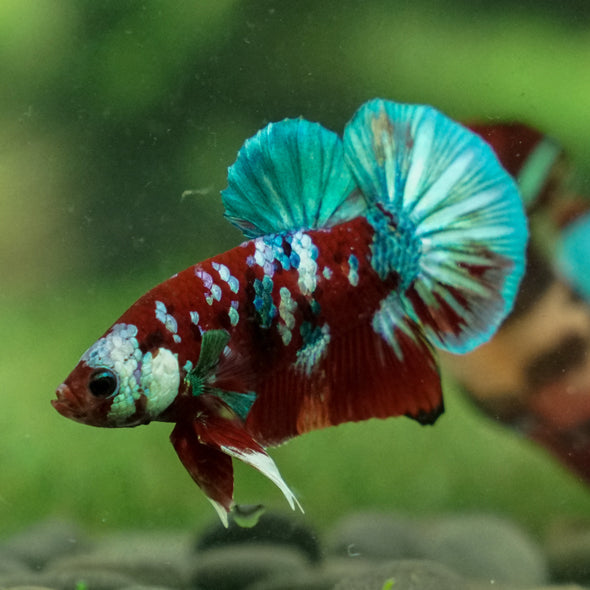 Multicolor/Galaxy Koi Plakat -13 weeks Old