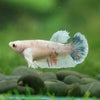 Candy Koi Plakat- Female- 9 Weeks Old