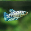 Blue/Green Dalmatian Plakat- Female