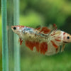 Multicolor/ Galaxy Koi Halfmoon - Female- 13 Weeks Old