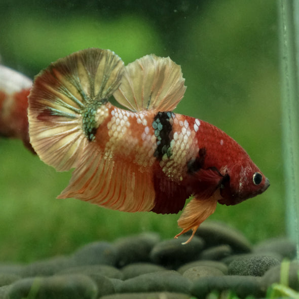 Multicolor/Galaxy Koi Plakat -13 weeks Old