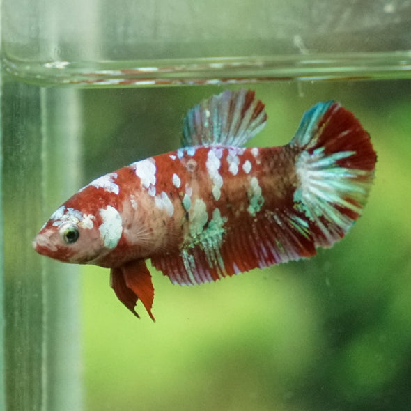 Multicolor/ Galaxy Koi Plakat- Female- 13 Weeks Old