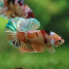 Multicolor/Galaxy Koi Plakat -13 weeks Old