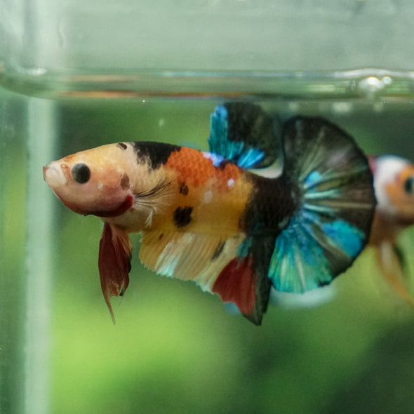 Multicolor/Galaxy Koi Plakat -11 weeks Old