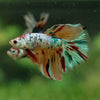 Galaxy Koi Halfmoon - 14 weeks old