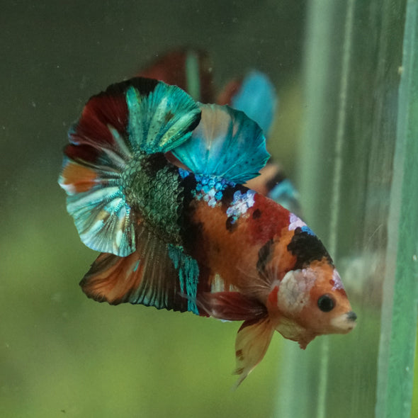 Multicolor/Galaxy Koi Plakat -13 weeks Old