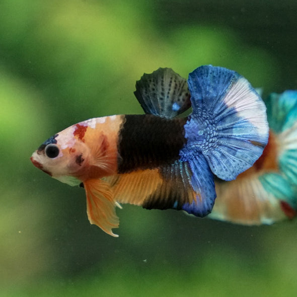 Multicolor/Galaxy Koi Plakat -11 weeks Old