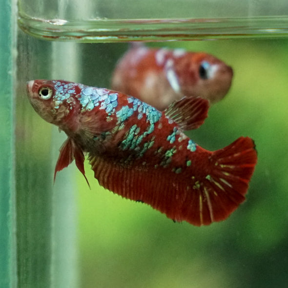 Multicolor/ Galaxy Koi Plakat- Female- 13 Weeks Old