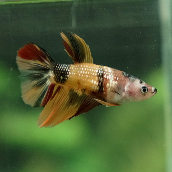 Multicolor/ Galaxy Koi Halfmoon - Female- 14 Weeks Old