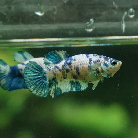 Blue/Green Dalmatian Plakat- Female