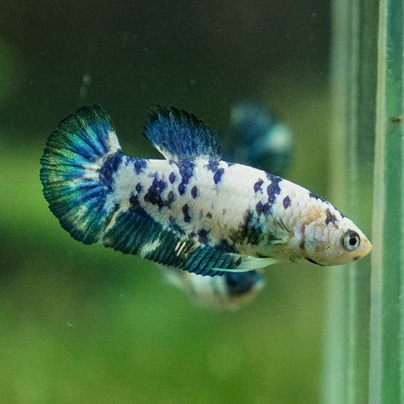 Blue/Green Dalmatian Plakat- Female