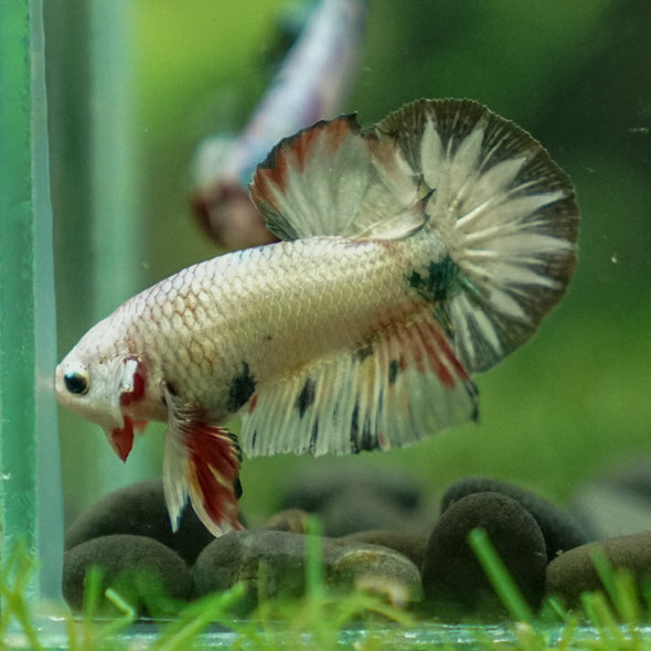 Multicolor/Galaxy Koi Plakat -16 weeks Old