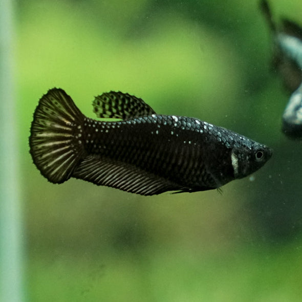 Black Samurai Plakat- Female- 14 Weeks Old