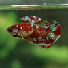 Multicolor/ Galaxy Koi Plakat- Female- 13 Weeks Old