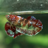 Multicolor/ Galaxy Koi Plakat- Female- 13 Weeks Old