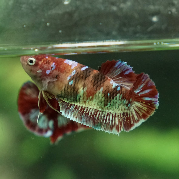 Multicolor/ Galaxy Koi Plakat- Female- 13 Weeks Old