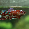 Multicolor/ Galaxy Koi Plakat- Female- 13 Weeks Old