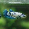 Blue/Green Dalmatian Plakat- Female