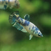 Blue/Green Dalmatian Plakat- Female